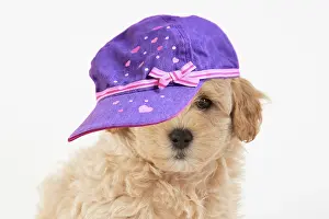 100822: DOG. Pooton / Cotonpoo, cross breed, 6 weeks old, studio