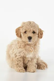 Cotonpoo: DOG. Pooton / Cotonpoo, cross breed, 6 weeks old