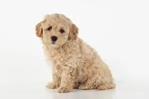Cotonpoo: DOG. Pooton / Cotonpoo, cross breed, 6 weeks old