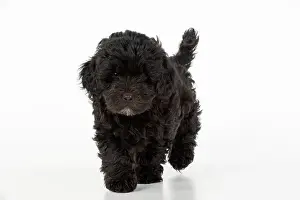Cotonpoo: DOG. Pooton / Cotonpoo, cross breed, 6 weeks old