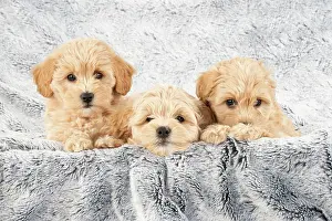 Cotonpoo: DOG. Pooton / Cotonpoo puppies, 6 weeks old on sliver