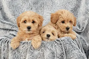 Leaning: DOG. Pooton / Cotonpoo puppies, 6 weeks old on sliver