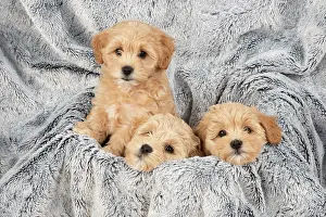 Cotonpoo: DOG. Pooton / Cotonpoo puppies, 6 weeks old on sliver