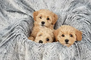 Cotonpoo: DOG. Pooton / Cotonpoo puppies, 6 weeks old on sliver