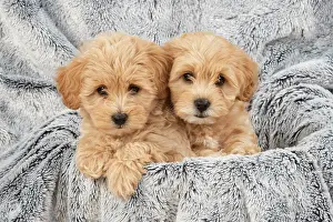 DOG. Pooton / Cotonpoo puppies, 6 weeks old on sliver