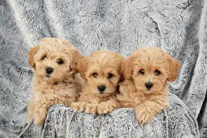 Leaning: DOG. Pooton / Cotonpoo puppies, 6 weeks old on sliver