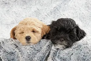 Peace: DOG. Pooton / Cotonpoo puppies, 6 weeks old on sliver