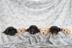 Cotonpoo: DOG. Pooton / Cotonpoo puppies, 6 weeks old on sliver