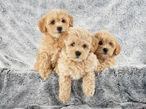 Leaning: DOG. Pooton / Cotonpoo puppies, 6 weeks old on sliver