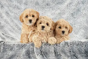 Cotonpoo: DOG. Pooton / Cotonpoo puppies, 6 weeks old on sliver