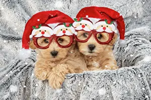 Cotonpoo: DOG. Pooton / Cotonpoo puppies wearing Christmas