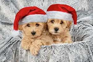 Cotonpoo: DOG. Pooton / Cotonpoo puppies wearing Christmas hats