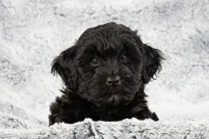 Cotonpoo: DOG. Pooton / Cotonpoo puppy 6 weeks old