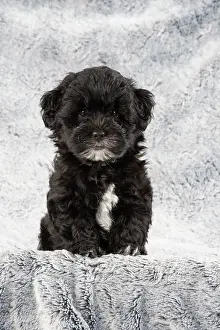Cotonpoo: DOG. Pooton / Cotonpoo puppy 6 weeks old