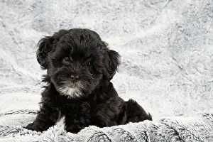 Cotonpoo: DOG. Pooton / Cotonpoo puppy 6 weeks old