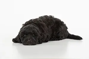 Cotonpoo: DOG. Pooton / Cotonpoo puppy 6 weeks old laying