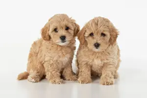 Cotonpoo: DOG. Pootons / Cotonpoos cross breed puppies, 6