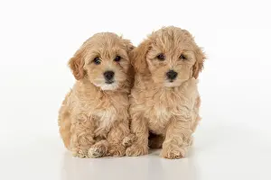Cotonpoo: DOG. Pootons / Cotonpoos cross breed puppies, 6