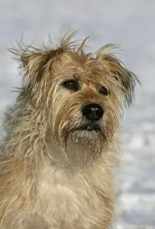 Snout: Dog portrait