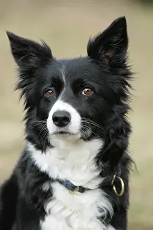 Snout: Dog portrait