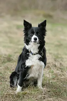 Snout: Dog portrait