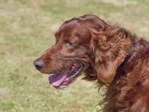 Geoff Du Feu: Dog, portraits, show