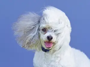 Geoff Du Feu: Dog, portraits, show
