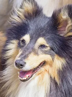 Geoff Du Feu: Dog, portraits, show