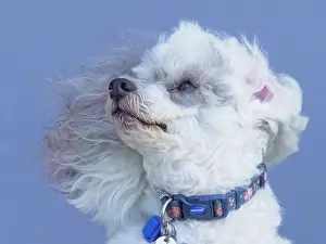 Geoff Du Feu: Dog, portraits, show