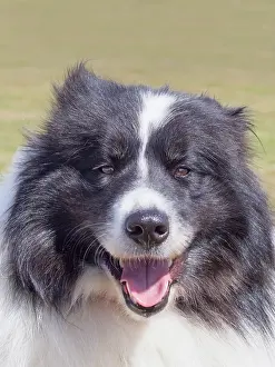 Geoff Du Feu: Dog, portraits, show