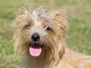 Geoff Du Feu: Dog, portraits, show