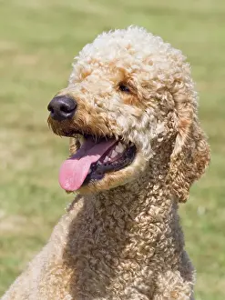 Geoff Du Feu: Dog, portraits, show