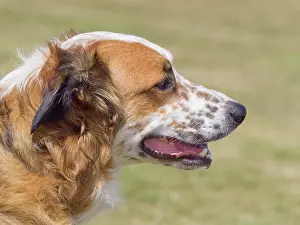 Geoff Du Feu: Dog, portraits, show