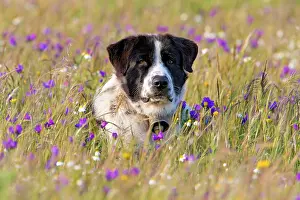 Alentejo: Dog - Portugese Sheepdog in meadow Alentejo, Portugal