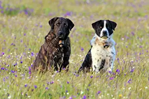 Alentejo: Dog - Portugese Sheepdogs in meadow Alentejo, Portugal
