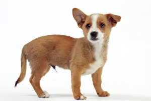 Podengo: Dog - Portuguese Podengo
