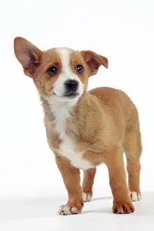 Podengo: Dog - Portuguese Podengo