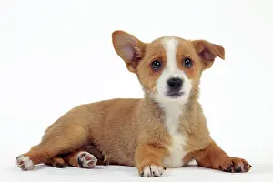 Podengo: Dog - Portuguese Podengo