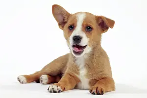 Cocked: Dog - Portuguese Podengo