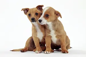 Podengo: Dog - Portuguese Podengo