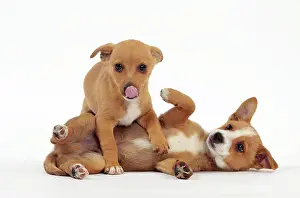 Podengo: Dog - Portuguese Podengo