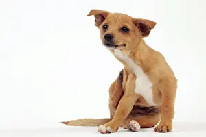 Podengo: Dog - Portuguese Podengo