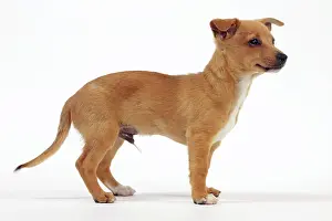 Podengo: Dog - Portuguese Podengo