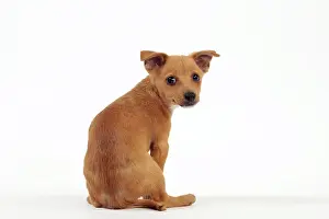 Podengo: Dog - Portuguese Podengo