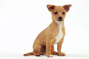 Podengo: Dog - Portuguese Podengo