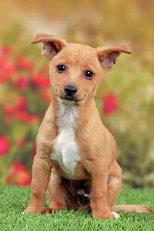 Podengo: Dog - Portuguese Podengo