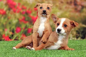 Podengo: Dog - Portuguese Podengo