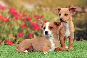 Podengo: Dog - Portuguese Podengo
