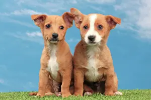 Podengo: Dog - Portuguese Podengo
