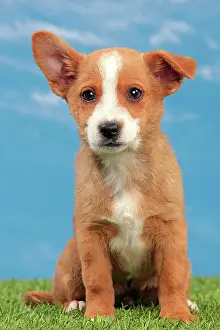 Podengo: Dog - Portuguese Podengo